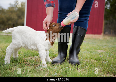 A girl bottle feeding a baby goat. Stock Photo