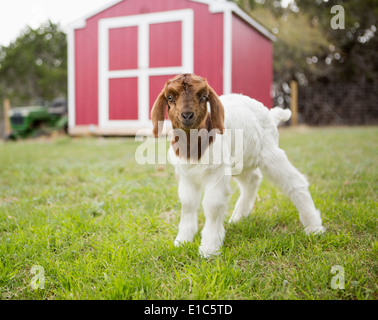 A baby goat outside a barn. Stock Photo