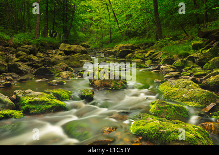 A river through lush forest in the Ardennes, Belgium. Stock Photo