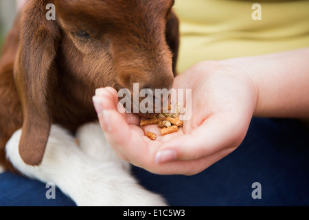 A girl feeding a baby goat by hand. Stock Photo