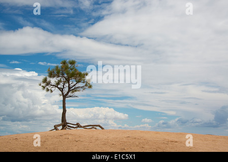 A single tree with aerial roots in a desert landscape, in the Bryce national park. Stock Photo