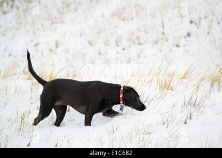 A black labrador dog in snow. Stock Photo