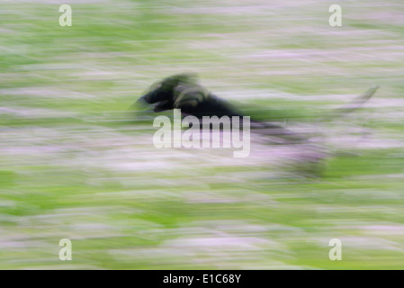 A black labrador dog running through a wildflower meadow. Stock Photo