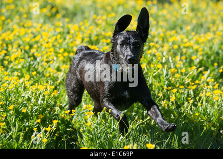 A black labrador dog running through wildflowers, with her ears flapping. Stock Photo