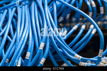 Large group of blue utp Internet cables with numbers Stock Photo