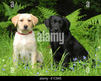 Labrador retriever puppies young dogs (10wks old) walking out for the first time. This is a really cute attractive pair of sisters one black and one golden yellow Stock Photo