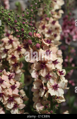 Verbascum 'Southern Charm' close up of flowers Stock Photo