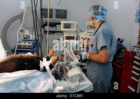 U.S. Navy Capt. John Shapira, an anesthesiologist, monitors Hektor, a Djiboutian military working dog, prior to the dog?s surge Stock Photo