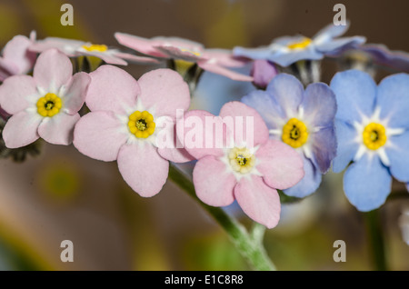 close up to forget-me-mot - small blue and pink flowers Stock Photo