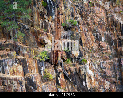 Cedar tree growing in rock wall on banks of Glen Alpine Creek. Near Fallen Leaf Lake, California Stock Photo