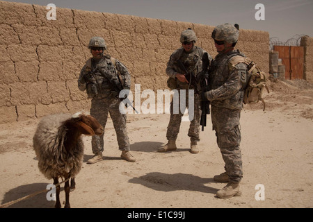 U.S. Soldiers assigned to Headquarters and Headquarters Company, 525th Battlefield Surveillance Brigade look at a sheep during Stock Photo
