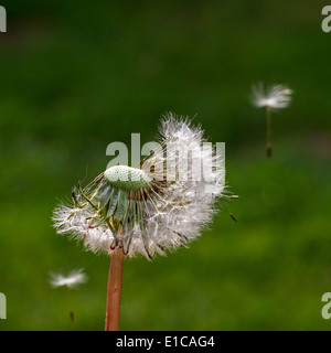Common dandelion (Taraxacum officinale) close up of seed head showing cypselae with pappi Stock Photo