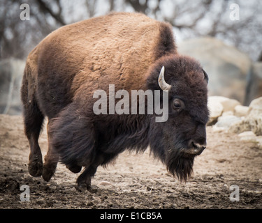 Running American Bison Stock Photo