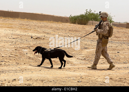US Marine Lance Cpl. Justin Crago patrols with Cpl. Lucky, his Improvised Explosive Device Detection Dog, during a reconnaissance patrol May 15, 2014 near Patrol Base Boldak in Helmand province, Afghanistan. Stock Photo