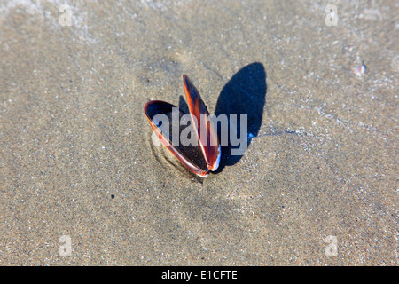 shell on long beach