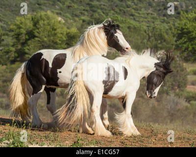 Gypsy Vanner horse colt and filly play Stock Photo