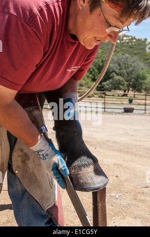 Female farrier trimming horses hooves Stock Photo