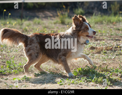 red cattle x border collie