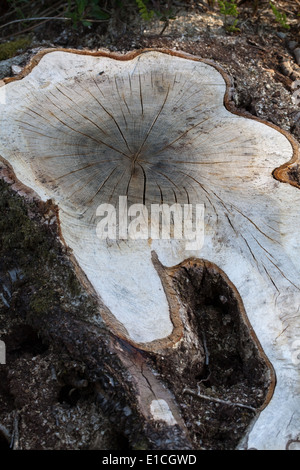 Common or Black Alder (Alnus glutinosa). Cross section of trunk base, just above roots which remain in the ground. Norfolk. Stock Photo