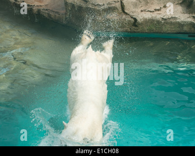Anana, the resident Polar bear (Ursus maritimus) of Lincoln Park Zoo in Chicago, Illinois, dives into the water on a hot day. Stock Photo