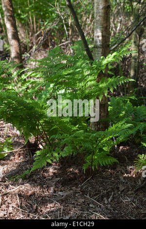 Buckler Fern (Dryopteris sp. ). Single fern growing at the base of a Downy Birch (Betula pubescens). Calthorpe Broad, Norfolk UK Stock Photo