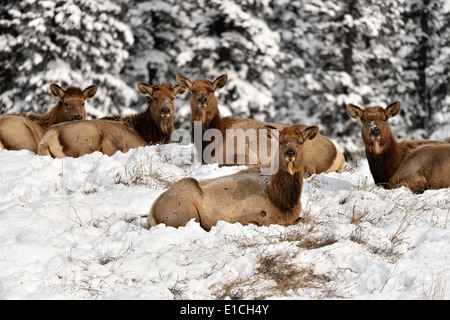 A herd of female elk lying on a snow covered hill top Stock Photo