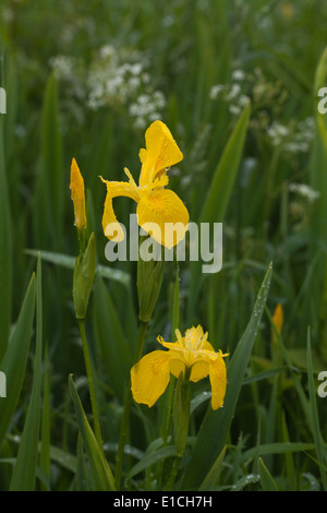 Yellow Iris or Yellow Flag (Iris pseudacornis). Growing in a roadside ditch. May. Spring. Drained marshland. Hickling. Norfolk. Stock Photo