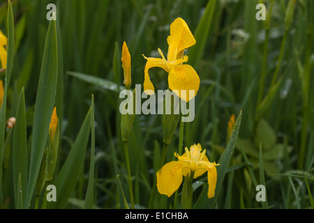 Yellow Iris or Yellow Flag (Iris pseudacornis). Growing in a roadside ditch. May. Spring. Drained marshland. Hickling. Norfolk. Stock Photo
