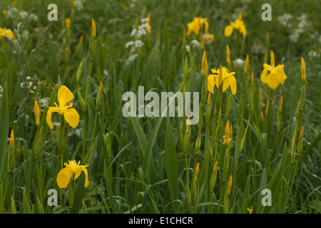 Yellow Iris or Yellow Flag (Iris pseudacornis). Growing in a roadside ditch. May. Spring Stock Photo
