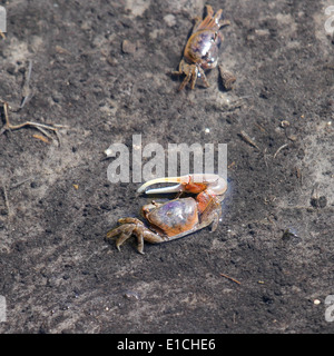 Fiddler Crabs on mudflat Stock Photo