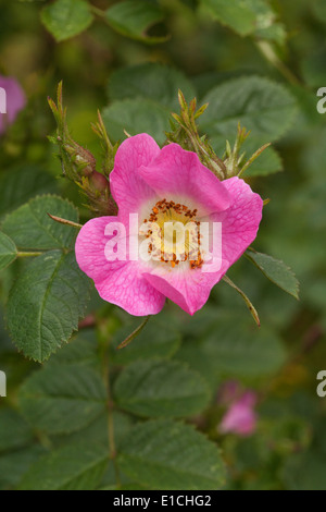 Wild Dog Rose flower (Rosa canina). May. Spring. Hedgrow. Ingham. Norfolk. Stock Photo