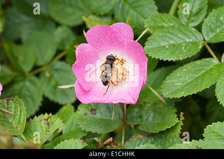 Hoverfly (Eristalis sp. ) on Wild Rose flower (Rosa canina). Stock Photo
