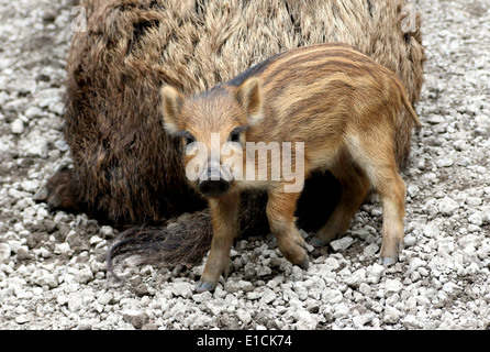 Close-up of  a wild boar piglet (Sus Scrofa) Stock Photo