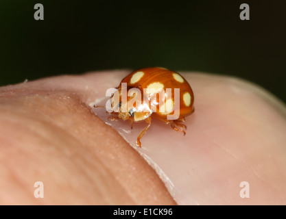 The minute orange 10 spot ladybird / ladybug (Calvia decemguttata) posing on my thumbnail Stock Photo