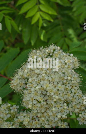 ash mountain flowers rowan berries aucuparia sorbus tree ashes alamy ornamental rm trees floral