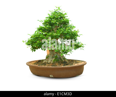 bonsai tree isolated on a white background Stock Photo