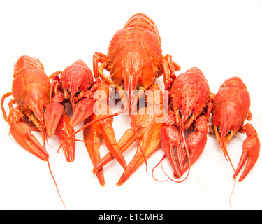 Boiled crawfish on a white background Stock Photo