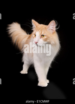 Shot of purebred domestic cat on black background. Stock Photo