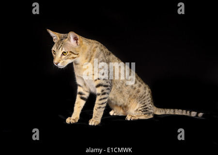 Shot of purebred domestic cat on black background. Stock Photo
