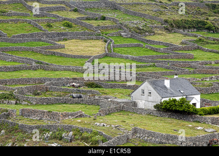 Dry stone walls dominate the landscape on Inisheer, the smallest and most eastern of the three Aran Islands, West Ireland. Stock Photo