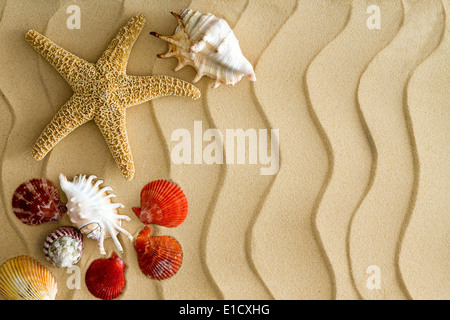 Starfish and sea shells on the wavy bech sand with copy space on the right side Stock Photo