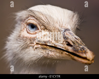 Portrait of white rhea Stock Photo