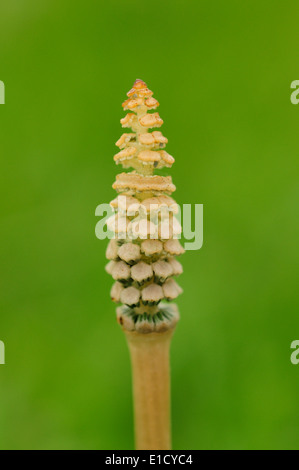 Fertile shoot of the field horsetail (Equisetum arvense) Stock Photo