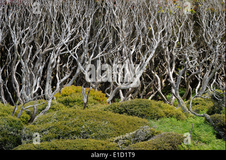 View of a Sub-antarctic forest, blooming in summer. Stock Photo