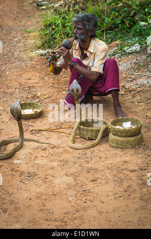 VARKALA, INDIA - JANUARY 9: snake charmer enchanting cobras in a street of Varkala, India, January 9, 2014. Stock Photo