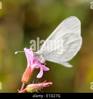 Portrait of wood white butterfly, Leptidea sinapis. Female feeding on a flower. Stock Photo