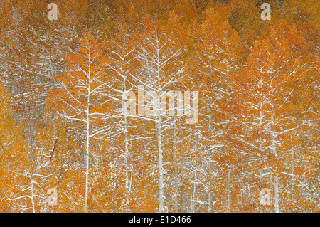 Snow on autumn on the foliage and branches of aspen trees in a national forest. Stock Photo