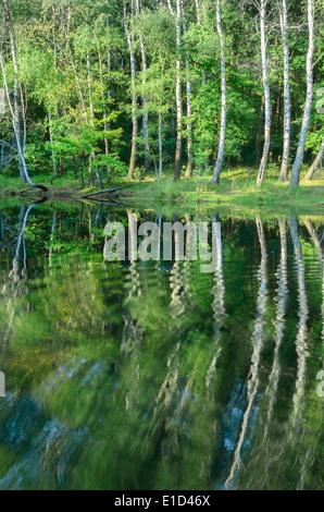 summer landscape with trees (birches) reflection in lake Stock Photo