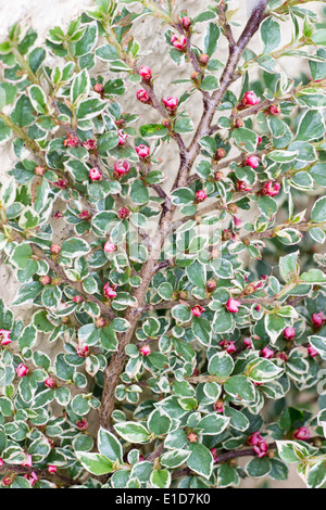 Flowers and foliage of the flat spreading shrub, Cotoneaster horizontalis 'Variegatus' Stock Photo