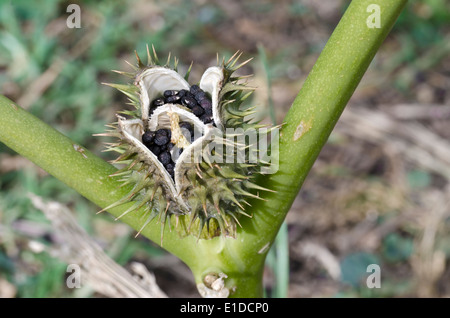 Castor oil plant seed pod opening Stock Photo